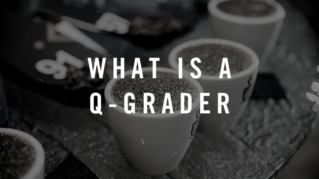 Coffee Terms: What is a Q-Grader?