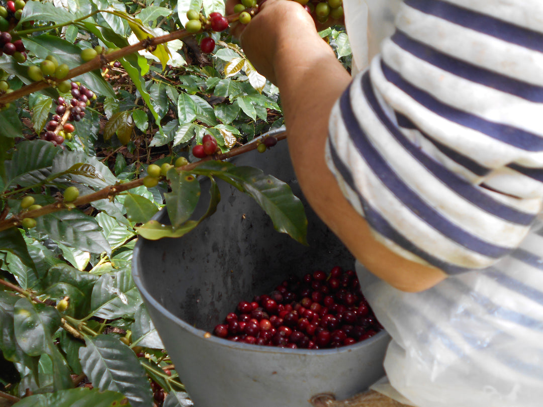 Colombia Bonito Natural