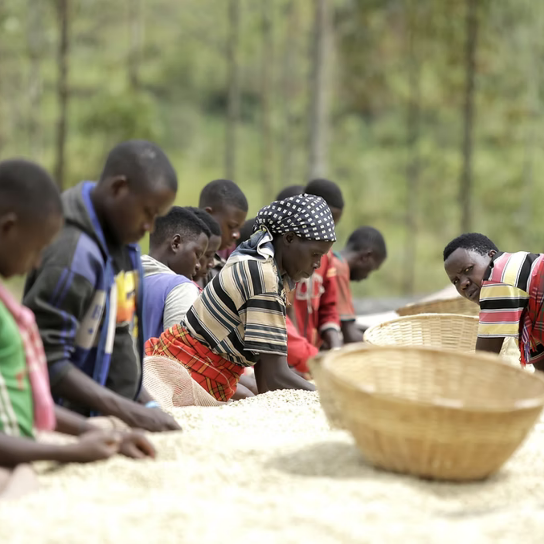 Burundi Musenyi, 10 oz.