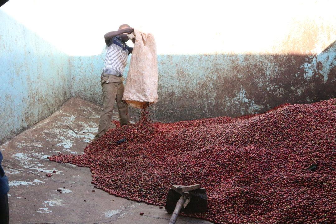 Kenya Gatomboya
