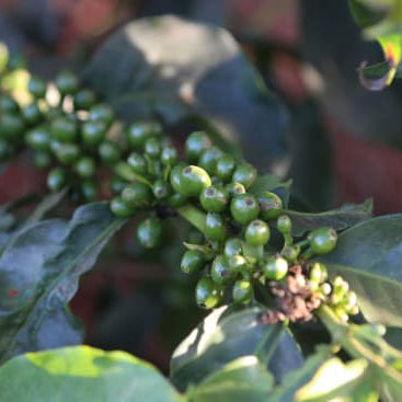 Kenya Kamwangi